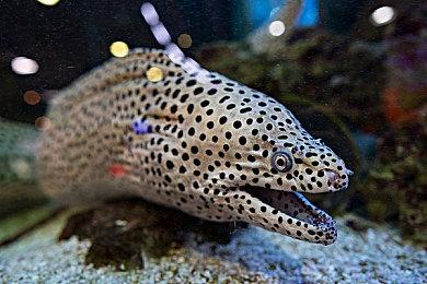 Epic喜加一！免费领取模拟游戏《侏罗纪世界：进化2》