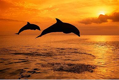 《三国群英传8》DLC明日发售 倭族势力登场！